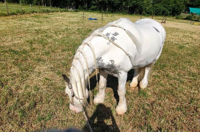 Hübsche, verschmuste Tinkerstute, Manuela, Horses For Sale, Rattelsdorf, Image 5