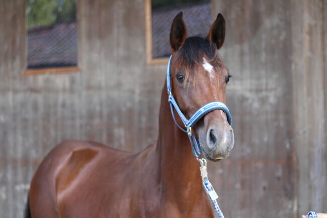 Hübscher dressurbetonter Youngster von Topas, N. Weber, Horses For Sale, Markgrönigen, Image 3