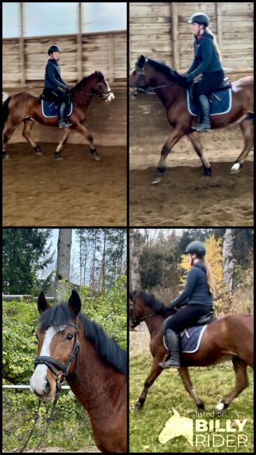 Hübsches Endmasspony! ♥️🐴🥕🙏, Pferdeglück (Pferdeglück GmbH), Horses For Sale, Pelmberg, Image 7