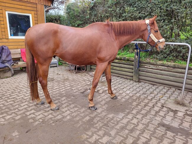 Hübscher Wallach zu verkaufen, Vanessa Rosenberg , Horses For Sale, Wolfsheim , Image 3