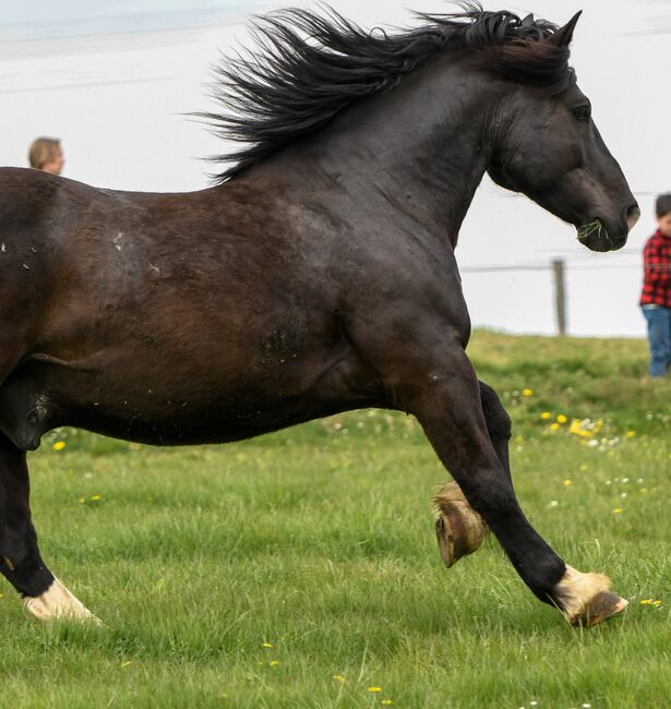 hübscher Wallach - Freizeitpferd, Jessica, Horses For Sale, Remscheid, Image 8