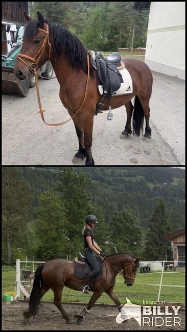 Hübsche Hafi Frieden Mix Stute, Anna Bischof, Horses For Sale, Sankt Peter am Kammersberg, Image 3