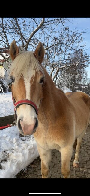 Hübsche Haflingerstute zu Verkaufen!, Lena Zitzenbacher , Horses For Sale, Mölbling, Image 4