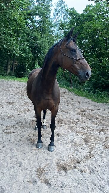 Hübsche Hannoveraner Stute, Sam, Horses For Sale, Krombach 