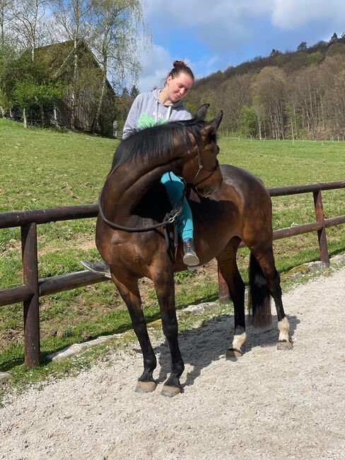 Hübsche Hannoveraner Stute, Sam, Horses For Sale, Krombach , Image 7