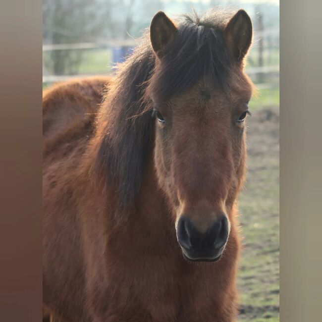 Hübsche Huzulenstute unter Wert zu verkaufen, Annika Adler , Horses For Sale, Stelle, Image 2