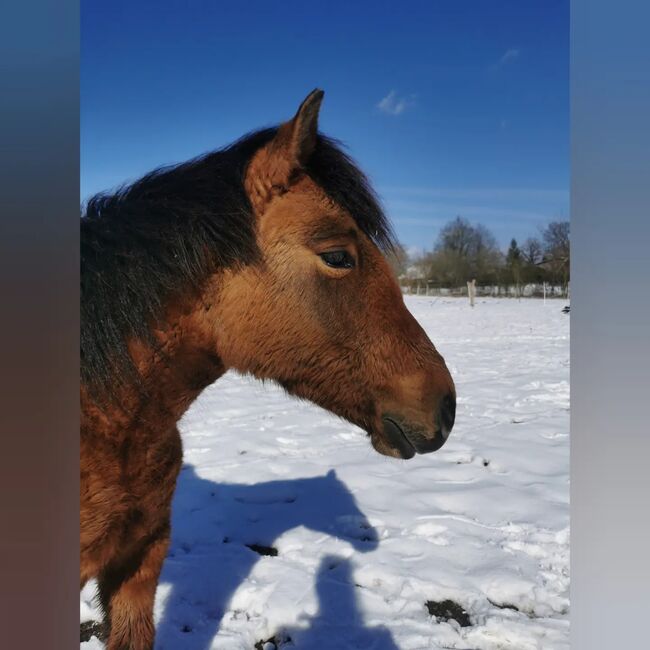 Hübsche Huzulenstute unter Wert zu verkaufen, Annika Adler , Horses For Sale, Stelle