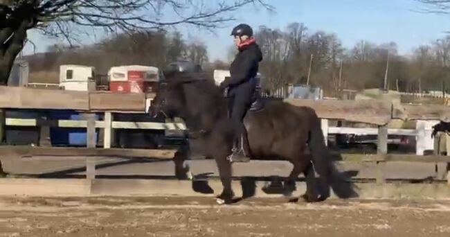 Hübsches Islandpferd mit Traum Mähne, Silke Köhler, Horses For Sale, Image 8