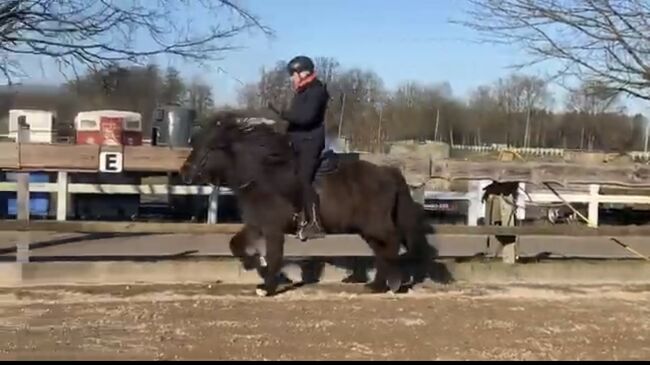 Hübsches Islandpferd mit Traum Mähne, Silke Köhler, Horses For Sale, Image 2