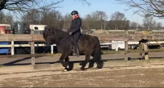Hübsches Islandpferd mit Traum Mähne, Silke Köhler, Horses For Sale, Image 7