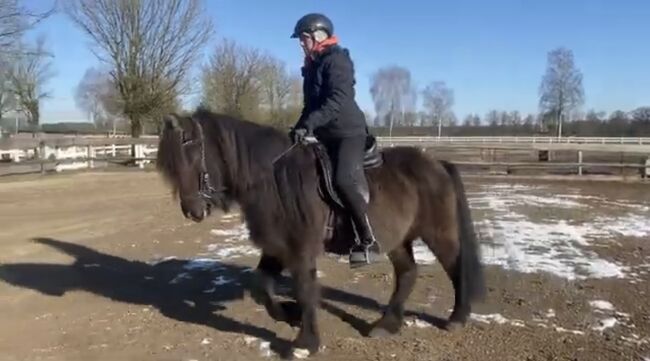 Hübsches Islandpferd mit Traum Mähne, Silke Köhler, Horses For Sale, Image 3