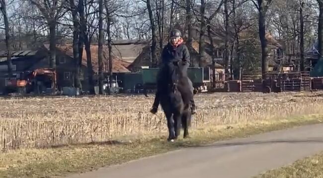 Hübsches Islandpferd mit Traum Mähne, Silke Köhler, Horses For Sale, Image 15
