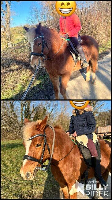 Hübscher Lewitzer Wallach, Sandra , Horses For Sale, Pfinztal, Image 3