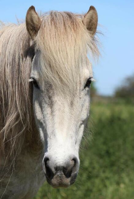 Hübsche, kleine Islandstute, Martina Holz, Horses For Sale, Nauen/ OT Markee, Image 2