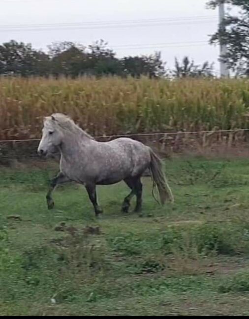 Hübsche, kleine Islandstute, Martina Holz, Horses For Sale, Nauen/ OT Markee, Image 3