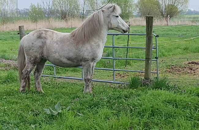 Hübsche, kleine Islandstute, Martina Holz, Horses For Sale, Nauen/ OT Markee