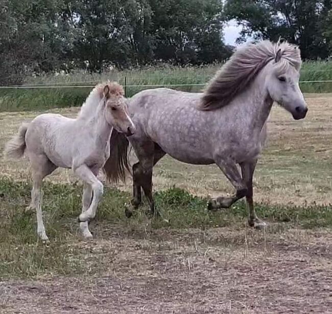 Hübsche, kleine Islandstute, Martina Holz, Horses For Sale, Nauen/ OT Markee, Image 5
