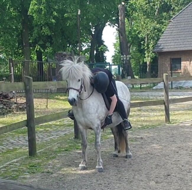 Hübsche, kleine Islandstute, Martina Holz, Horses For Sale, Nauen/ OT Markee, Image 6