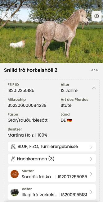 Hübsche, kleine Islandstute, Martina Holz, Horses For Sale, Nauen/ OT Markee, Image 8