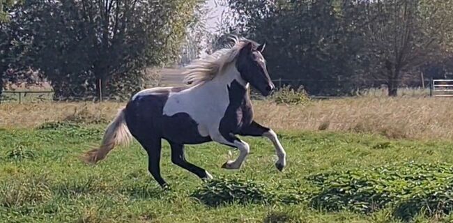 Hübsche, kleine Islandstute, Martina Holz, Horses For Sale, Nauen/ OT Markee, Image 9