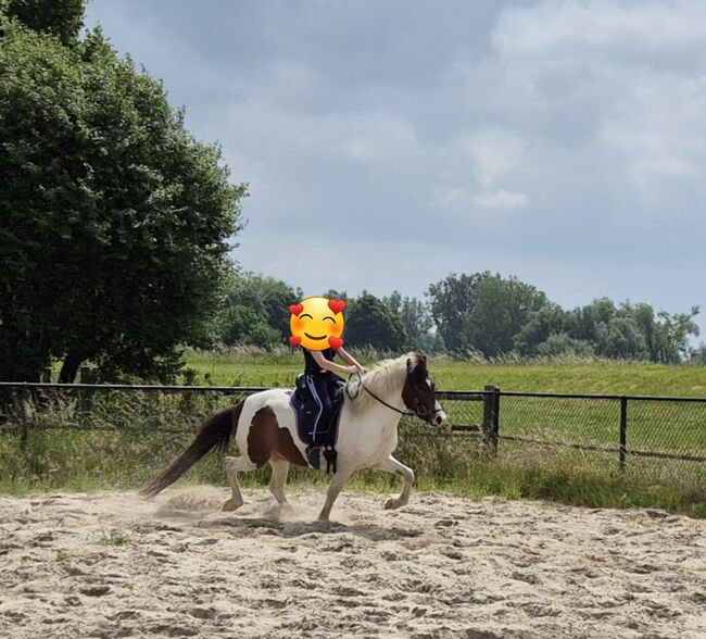 Hübsche, kleine Islandstute, Martina Holz, Horses For Sale, Nauen/ OT Markee, Image 10