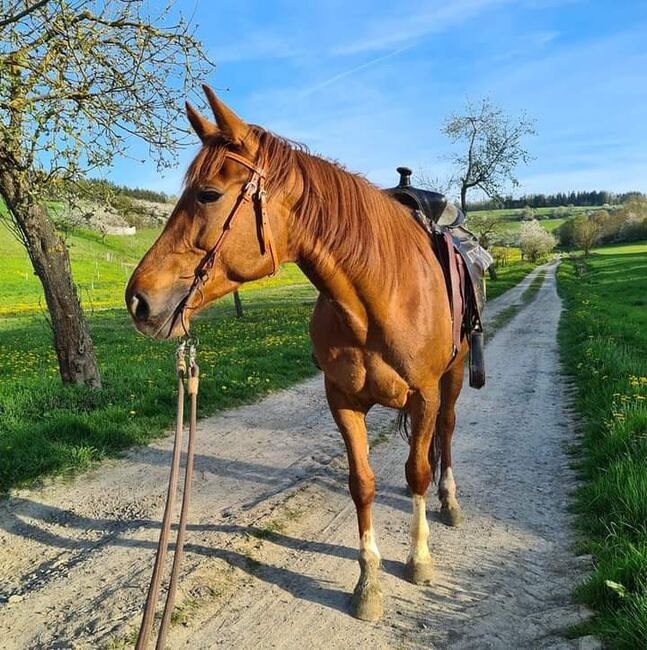 hübsche Stute zu verkaufen, N.W., Horses For Sale, Kaltennordheim , Image 2