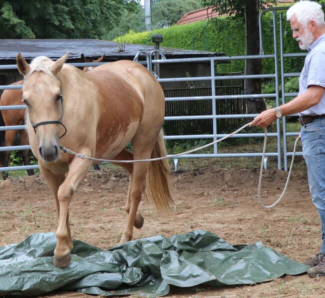 Bildhübsche Palomino (Roan) Quarter Horse Stute - Ein echter Eyecatcher mit Talent und Charakter, Kerstin Rehbehn (Pferdemarketing Ost), Horses For Sale, Nienburg, Image 3