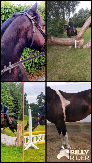 Hübsche Ponystute, B.M., Horses For Sale, Großheide, Image 5
