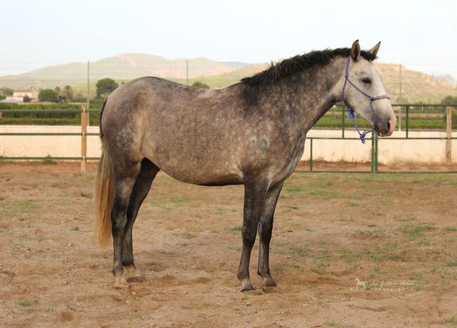 Hübsche PRE Zuchtute - Duanera, ISPA - Iberische Sportpferde Agentur (ISPA - Iberische Sportpferde Agentur), Horses For Sale, Bedburg, Image 2
