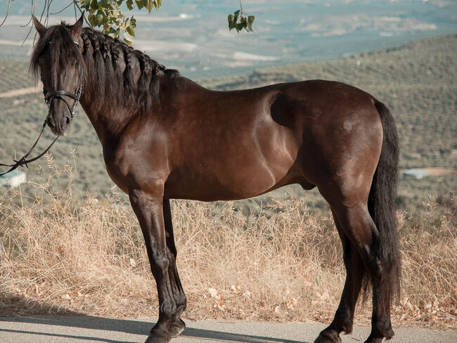 Hübscher PRE Wallach, Melanie Manzl, Horses For Sale, 6341, Image 3