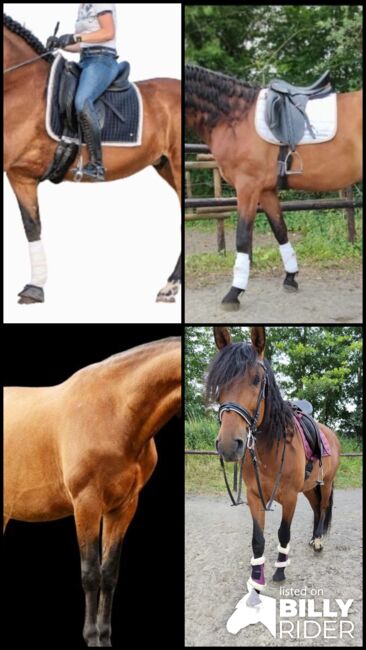 Bildhübscher PRE Wallach 7 Jahre DRESSUR  ANCCE Pure Raza, K. Knorr, Horses For Sale, Nettersheim , Image 6