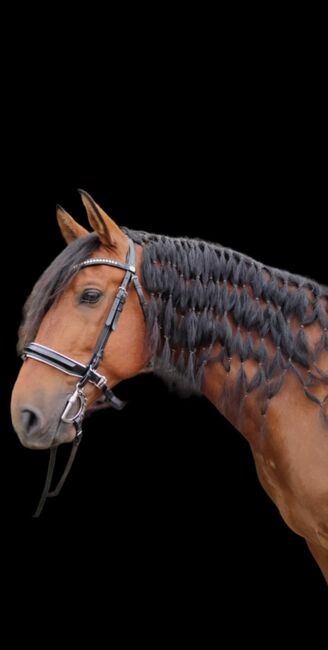 Bildhübscher PRE Wallach 7 Jahre DRESSUR  ANCCE Pure Raza, K. Knorr, Horses For Sale, Nettersheim , Image 5