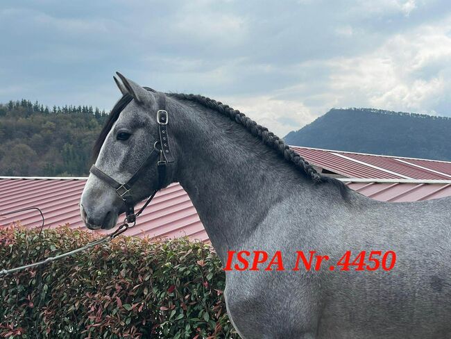 Hübscher PRE Junghengst, ISPA - Iberische Sportpferde Agentur (ISPA - Iberische Sportpferde Agentur), Horses For Sale, Bedburg, Image 3
