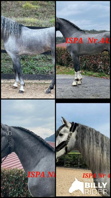 Hübscher PRE Junghengst, ISPA - Iberische Sportpferde Agentur (ISPA - Iberische Sportpferde Agentur), Horses For Sale, Bedburg, Image 5