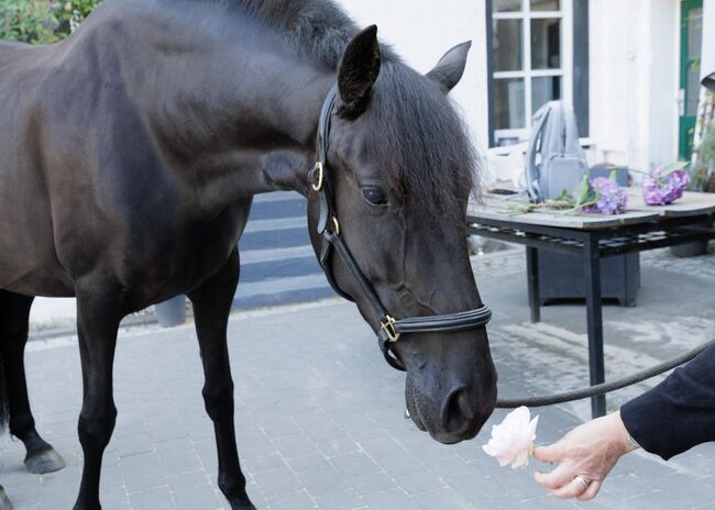 Bildhübsche, tragende schwarze Perle (PRE) mit guter Abstammung, Kerstin Rehbehn (Pferdemarketing Ost), Horses For Sale, Nienburg, Image 13
