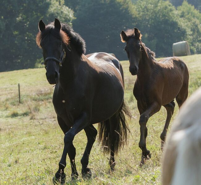 Bildhübsche, tragende schwarze Perle (PRE) mit guter Abstammung, Kerstin Rehbehn (Pferdemarketing Ost), Horses For Sale, Nienburg, Image 4