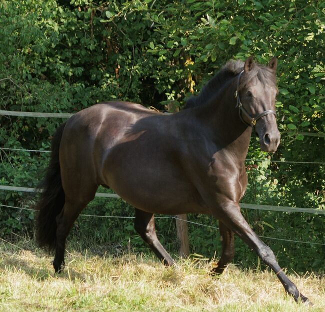 Bildhübsche, tragende schwarze Perle (PRE) mit guter Abstammung, Kerstin Rehbehn (Pferdemarketing Ost), Horses For Sale, Nienburg, Image 14