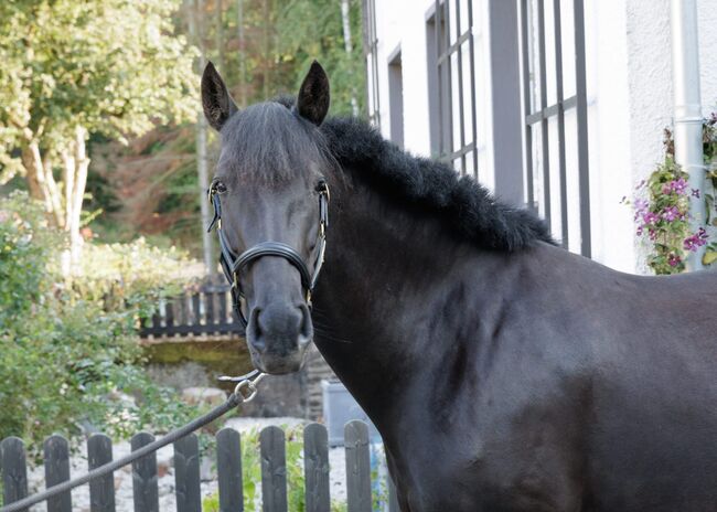 Bildhübsche, tragende schwarze Perle (PRE) mit guter Abstammung, Kerstin Rehbehn (Pferdemarketing Ost), Horses For Sale, Nienburg, Image 3