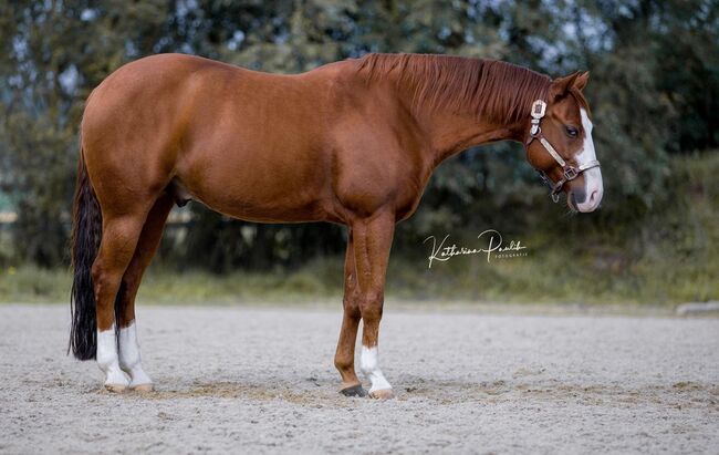 Bildhübscher Quarter Horse Wallach sucht liebevolles Freizeit-Zuhause, Kerstin Rehbehn (Pferdemarketing Ost), Horses For Sale, Nienburg