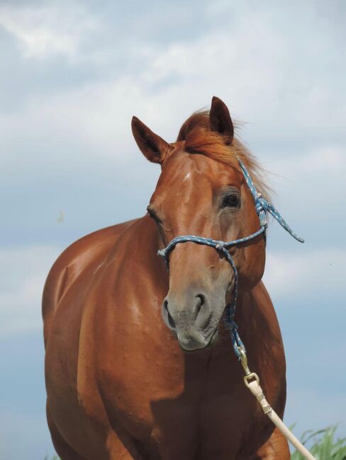 Bildhübsche Quarter Horse Stute vom alten Schlag, Kerstin Rehbehn (Pferdemarketing Ost), Horses For Sale, Nienburg, Image 5