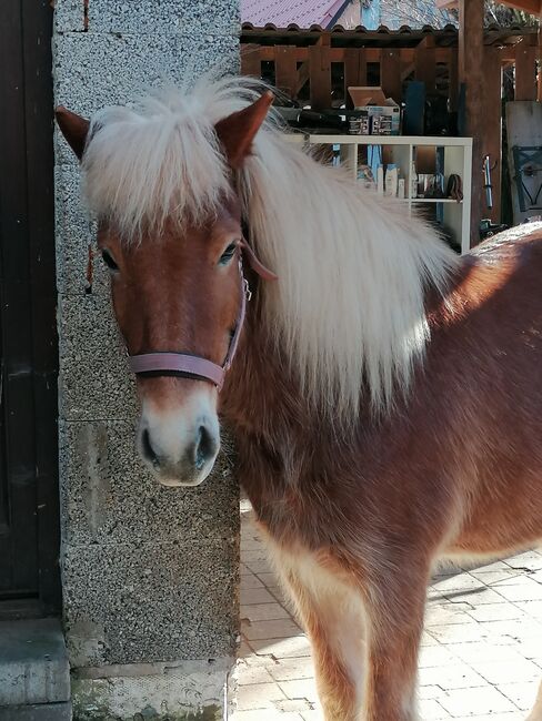 Hübsche,gerittene,8jähr.Islandfuchsstute, Sandra Kunth, Horses For Sale, Einselthum, Image 5