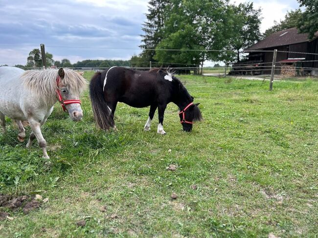 Hübsche Shetty Stute ist auf der Suche nach dir, Sport- und Freizeitpferde Fuchs (Sport- und Freizeitpferde Fuchs), Horses For Sale, Ellgau, Image 6