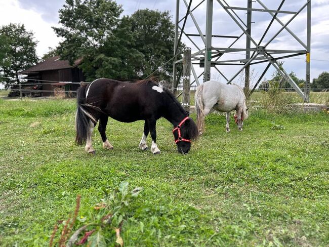 Hübsche Shetty Stute ist auf der Suche nach dir, Sport- und Freizeitpferde Fuchs (Sport- und Freizeitpferde Fuchs), Horses For Sale, Ellgau, Image 9