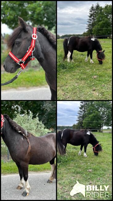 Hübsche Shetty Stute ist auf der Suche nach dir, Sport- und Freizeitpferde Fuchs (Sport- und Freizeitpferde Fuchs), Horses For Sale, Ellgau, Image 10