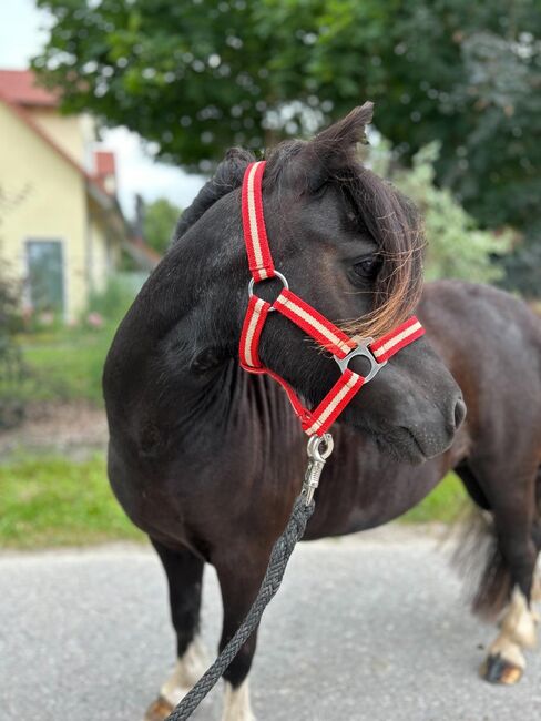 Hübsche Shetty Stute ist auf der Suche nach dir, Sport- und Freizeitpferde Fuchs (Sport- und Freizeitpferde Fuchs), Horses For Sale, Ellgau, Image 7