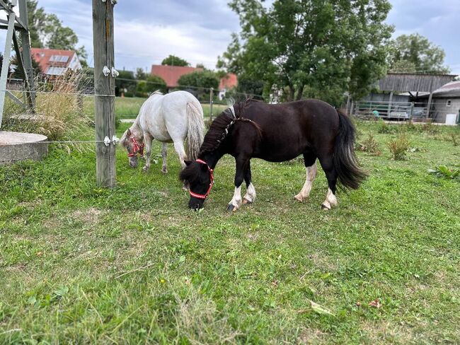 Hübsche Shetty Stute ist auf der Suche nach dir, Sport- und Freizeitpferde Fuchs (Sport- und Freizeitpferde Fuchs), Horses For Sale, Ellgau, Image 2