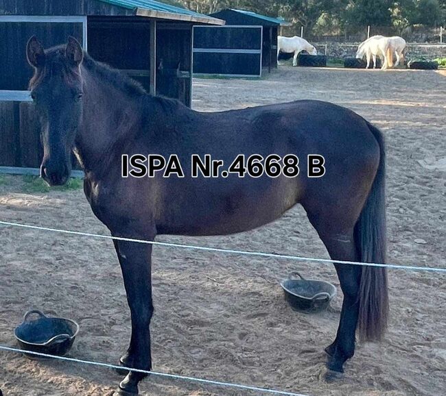 Hübsche spanische Stute mit Escalerablut, ISPA - Iberische Sportpferde Agentur (ISPA - Iberische Sportpferde Agentur), Horses For Sale, Bedburg, Image 3