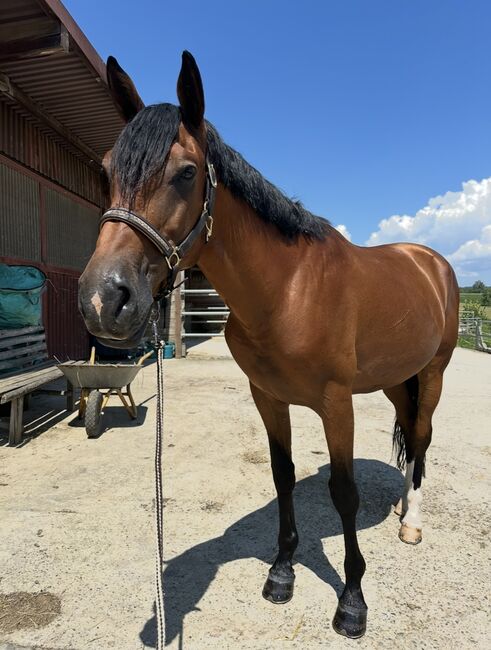 Hübscher Sport Andalusier, Lena , Horses For Sale, Rheinfelden, Image 4