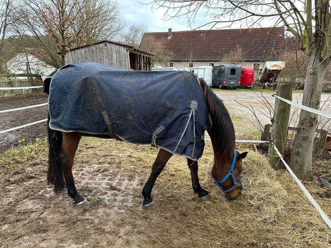 Hübsche Traberstute sucht Traumplatz!, Claudia Schäf, Horses For Sale, Rednitzhembach , Image 4