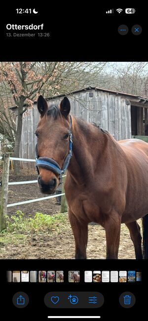 Hübsche Traberstute sucht Traumplatz!, Claudia Schäf, Horses For Sale, Rednitzhembach , Image 3